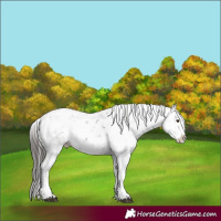 Horse Color:Liver Chestnut Sabino Splash Snowflake Varnish