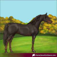 Horse Color:Liver Chestnut  and Liver Chestnut 