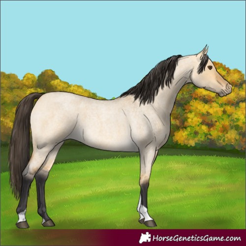 Horse Color:Buckskin Roan Dun Tobiano 