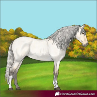 Horse Color:Silver Buckskin Roan Dun Tobiano 