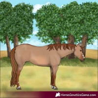 Horse Color:Red Dun