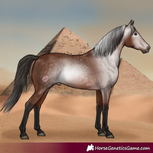 Horse Color:Gray Bay 