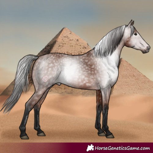 Horse Color:Gray Bay 