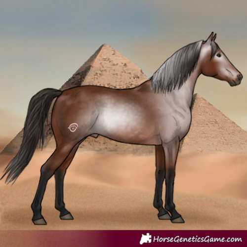 Horse Color:Gray Bay 