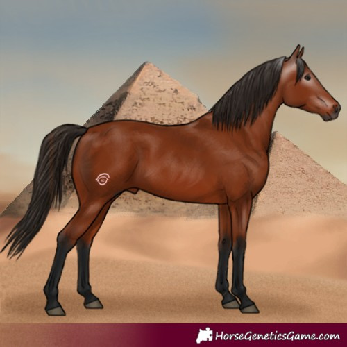 Horse Color:Gray Bay 