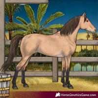 Horse Color:Bay Dun