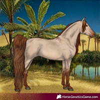 Horse Color:Red Dun 