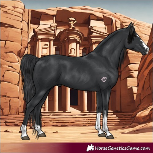 Horse Color:Black 