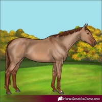 Horse Color:Red Dun 