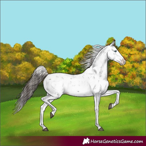 Horse Color:Liver Chestnut Sabino Splash Appaloosa 