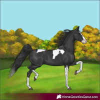 Horse Color:Black Splash Tobiano 