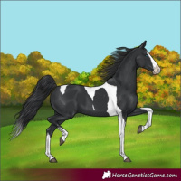 Horse Color:Black Splash Tobiano