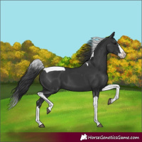 Horse Color:Black Splash Tobiano