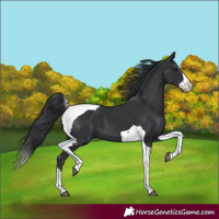 Horse Color:Black Splash Tobiano 