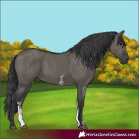 Horse Color:Grullo Sabino Rabicano 