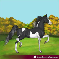 Horse Color:Black Splash Tobiano 