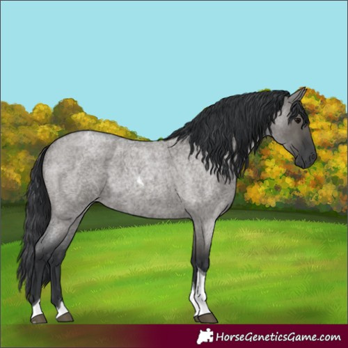 Horse Color:Grullo Roan Tobiano 