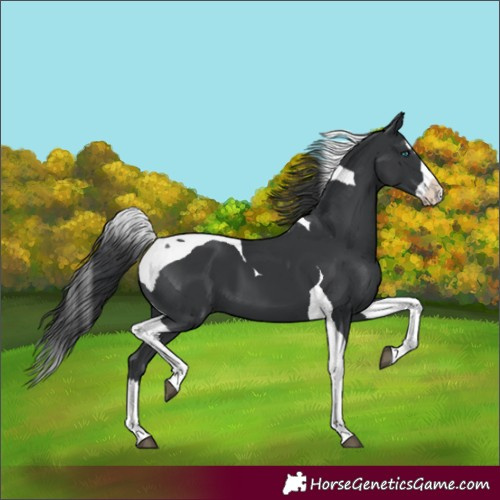 Horse Color:Black Splash Tobiano