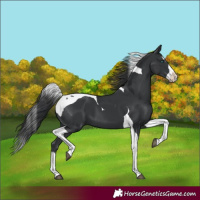 Horse Color:Black Splash Tobiano 