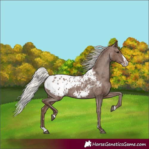 Horse Color:Silver Black Splash Appaloosa