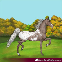 Horse Color:Silver Black Splash Appaloosa