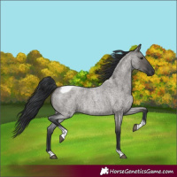 Horse Color:Grullo Roan Tobiano