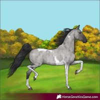 Horse Color:Grullo Roan Tobiano 