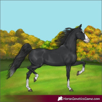 Horse Color:Black Splash