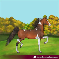 Horse Color:Bay Splash Tobiano