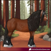 Horse Color:Gray Bay 