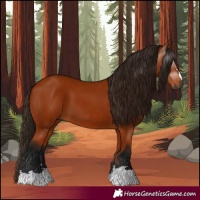 Horse Color:Gray Bay