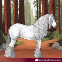 Horse Color:Gray White Spotted Black Leopard  and Gray White Spotted Black Near Leopard 