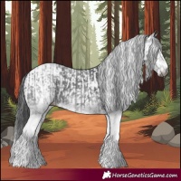 Horse Color:Gray White Spotted Black  and Gray White Spotted Black 