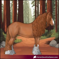 Horse Color:Chestnut 