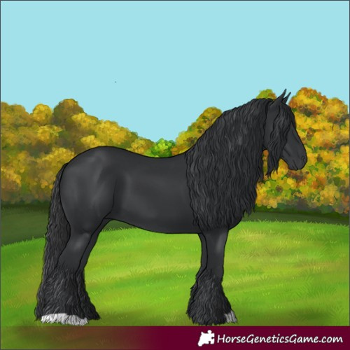 Horse Color:Black 