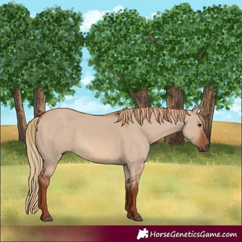 Horse Color:Red Dun 