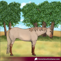 Horse Color:Red Dun 