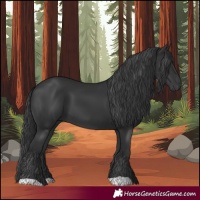 Horse Color:Black 
