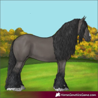Horse Color:Grullo 
