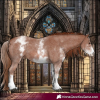 Horse Color:White Spotted Chestnut Sabino Rabicano