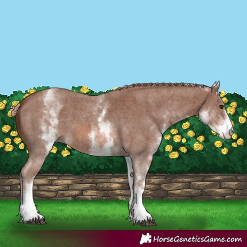 Horse Color:White Spotted Chestnut Sabino