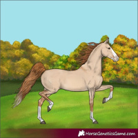 Horse Color:Red Dun Splash 