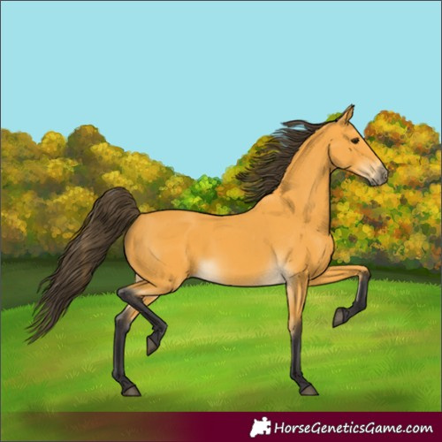 Horse Color:Buckskin 