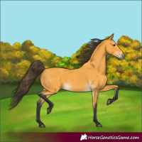Horse Color:Buckskin 