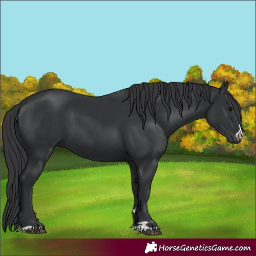 Horse Color:Black 