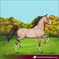 Horse Color:Bay Roan Splash 