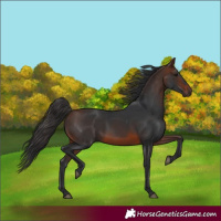 Horse Color:Brown 
