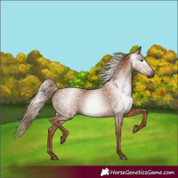 Horse Color:Gray Chestnut