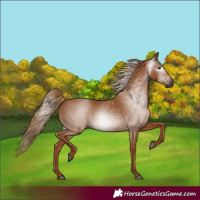 Horse Color:Gray Chestnut