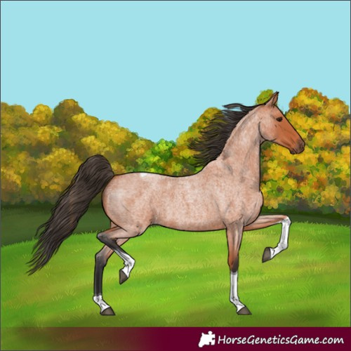 Horse Color:Bay Roan Tobiano 